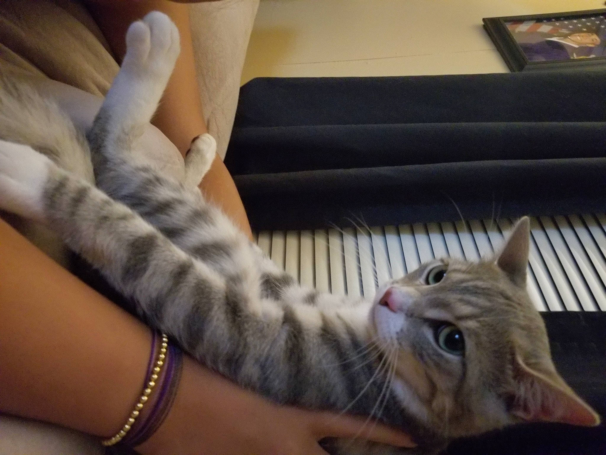 Bellamy joined the competition — help win amazing prizes! aegean_cat, american_shorthair, arm, asian, carnivore, cat, domestic_short_haired_cat, dragon_li, egyptian_mau, european_shorthair, felidae, fur, hand, kitten, leg, paw, polydactyl_cat, small_to_medium_sized_cats, tabby_cat, whiskers