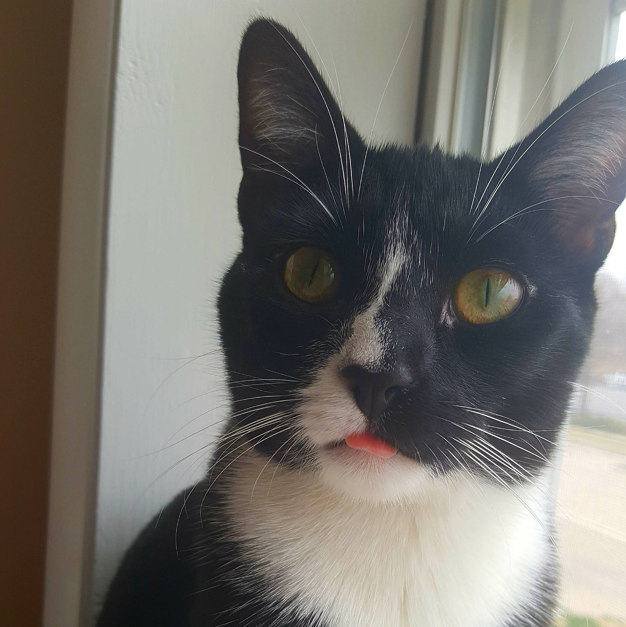 Ningy joined the competition — help win amazing prizes! aegean_cat, american_wirehair, asian, black_cat, carnivore, cat, close_up, domestic_short_haired_cat, ear, european_shorthair, eye, felidae, fur, mammal, nose, ojos_azules, small_to_medium_sized_cats, snout, whiskers