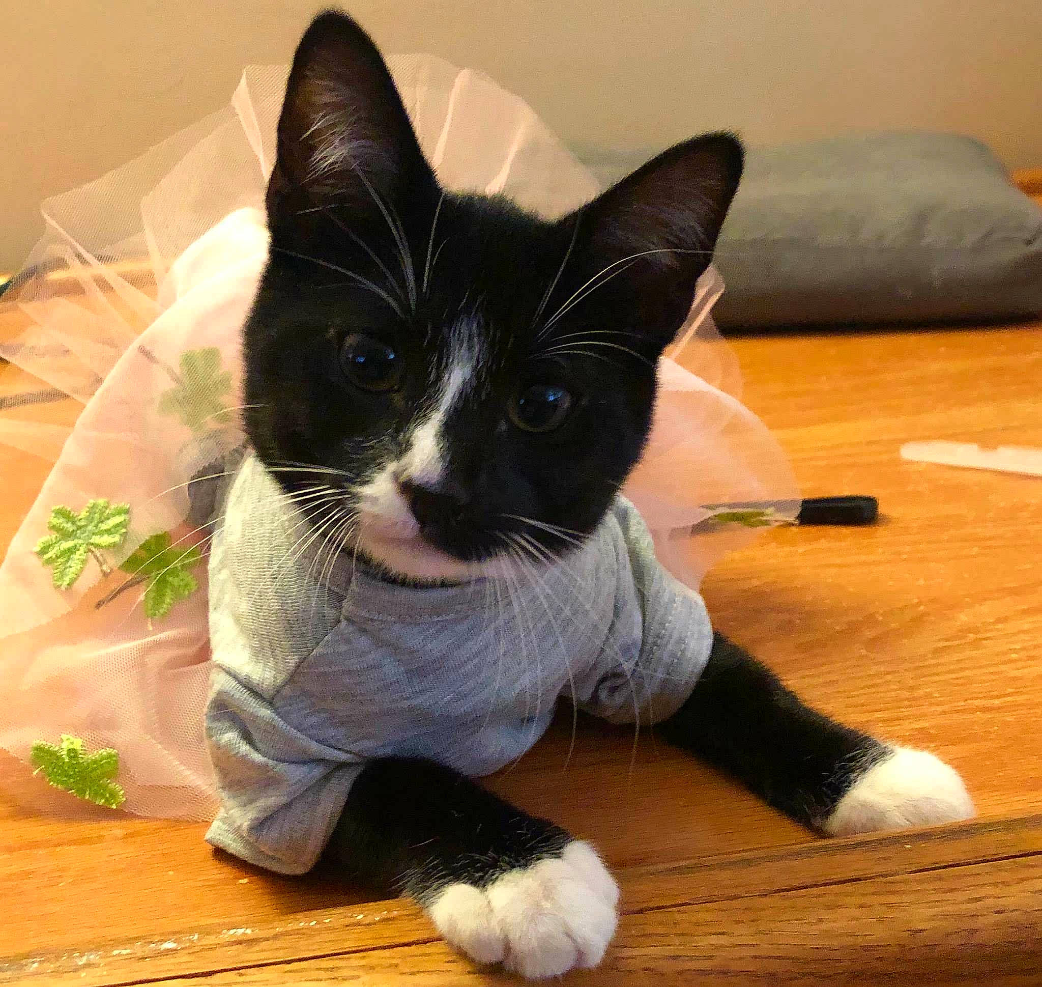 Ningy is registered to the contest to win money with this photo: black_cat, carnivore, cat, domestic_short_haired_cat, felidae, kitten, mammal, polydactyl_cat, small_to_medium_sized_cats, snout, tail, whiskers