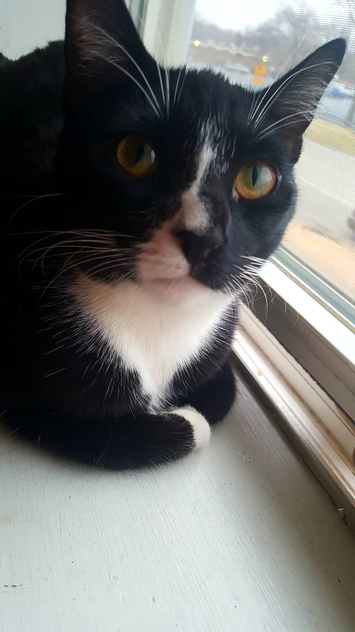 Ningy is registered to the contest to win money with this photo: asian, black, black_cat, bombay, carnivore, cat, domestic_short_haired_cat, eye, felidae, kitten, mammal, polydactyl_cat, small_to_medium_sized_cats, snout, whiskers