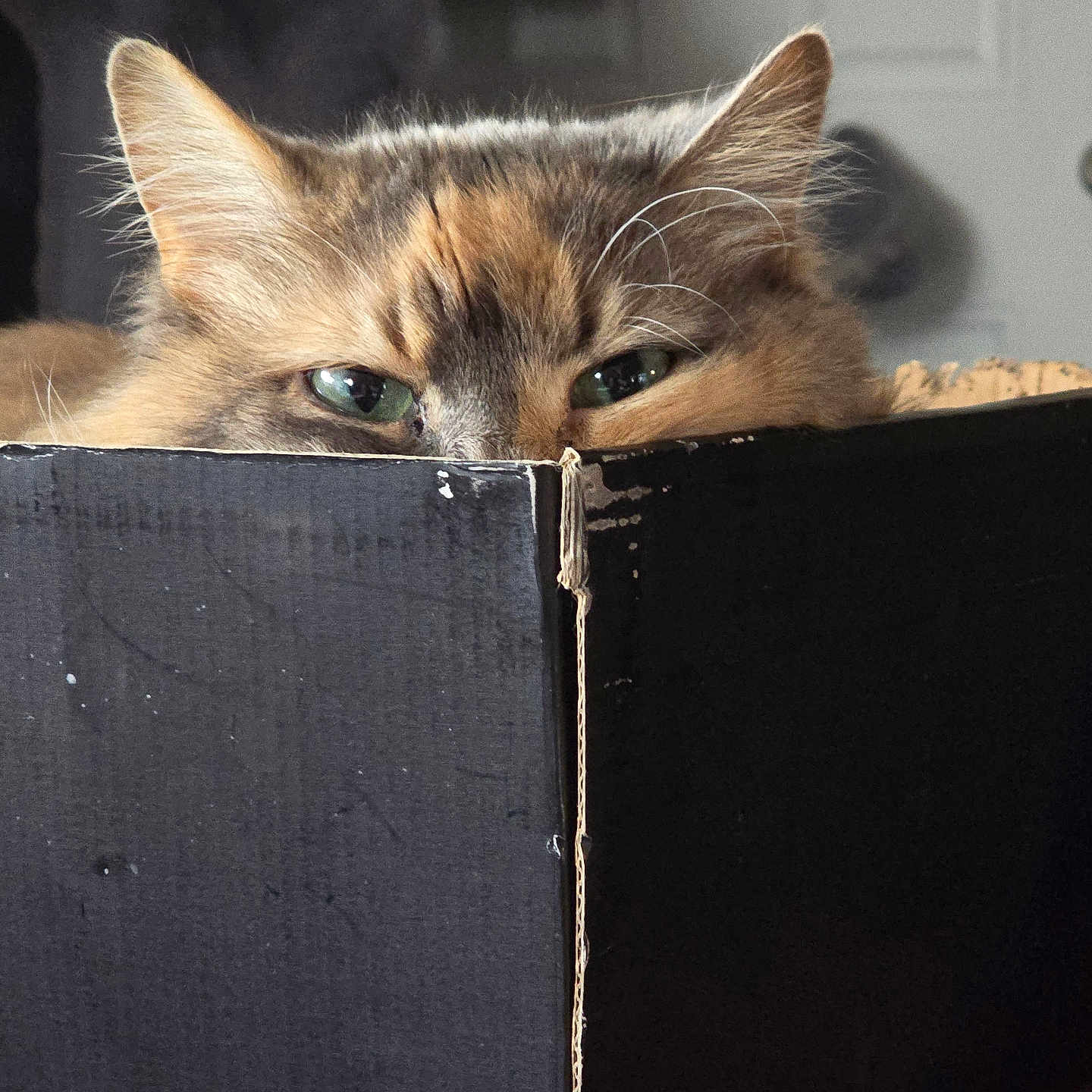 Frankenkitty is registered to the contest to win money with this photo: abyssinian, animal, box, cardboard, carton, cat, computer, couch, crate, drawer, electronics, furniture, indoors, kitten, laptop, manx, pc, pet, plywood, wood