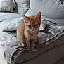kitten, cat, orange_tabby, pet, indoor, couch, blanket, pillow, furniture, cozy, home, cute, animal, young_cat, domestic_cat, feline, sitting, soft, relaxed, living_room
