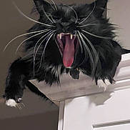 Winston joined the competition — help win amazing prizes! animal, black_cat, cat, claws, closeup, door_frame, dramatic, feline, funny, fur, hanging, indoor, mouth_open, pet, sharp_teeth, teeth, tongue, whiskers, white_paws, yawning