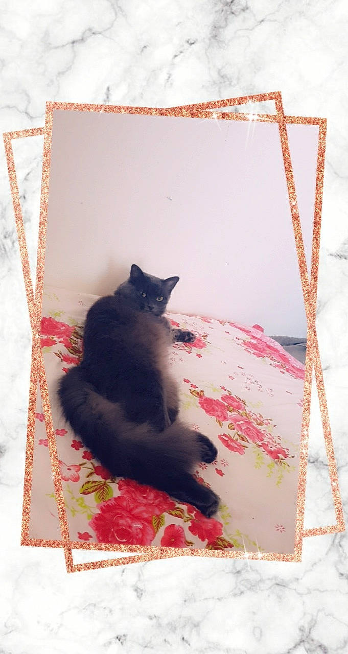 Muezza participe au concours pour gagner de l'argent avec cette photo : black_cat, bombay, carnivore, cat, comfort, domestic_short_haired_cat, felidae, flooring, fur, grey, linens, magenta, pattern, rectangle, room, small_to_medium_sized_cats, tail, tints_and_shades, whiskers, wood