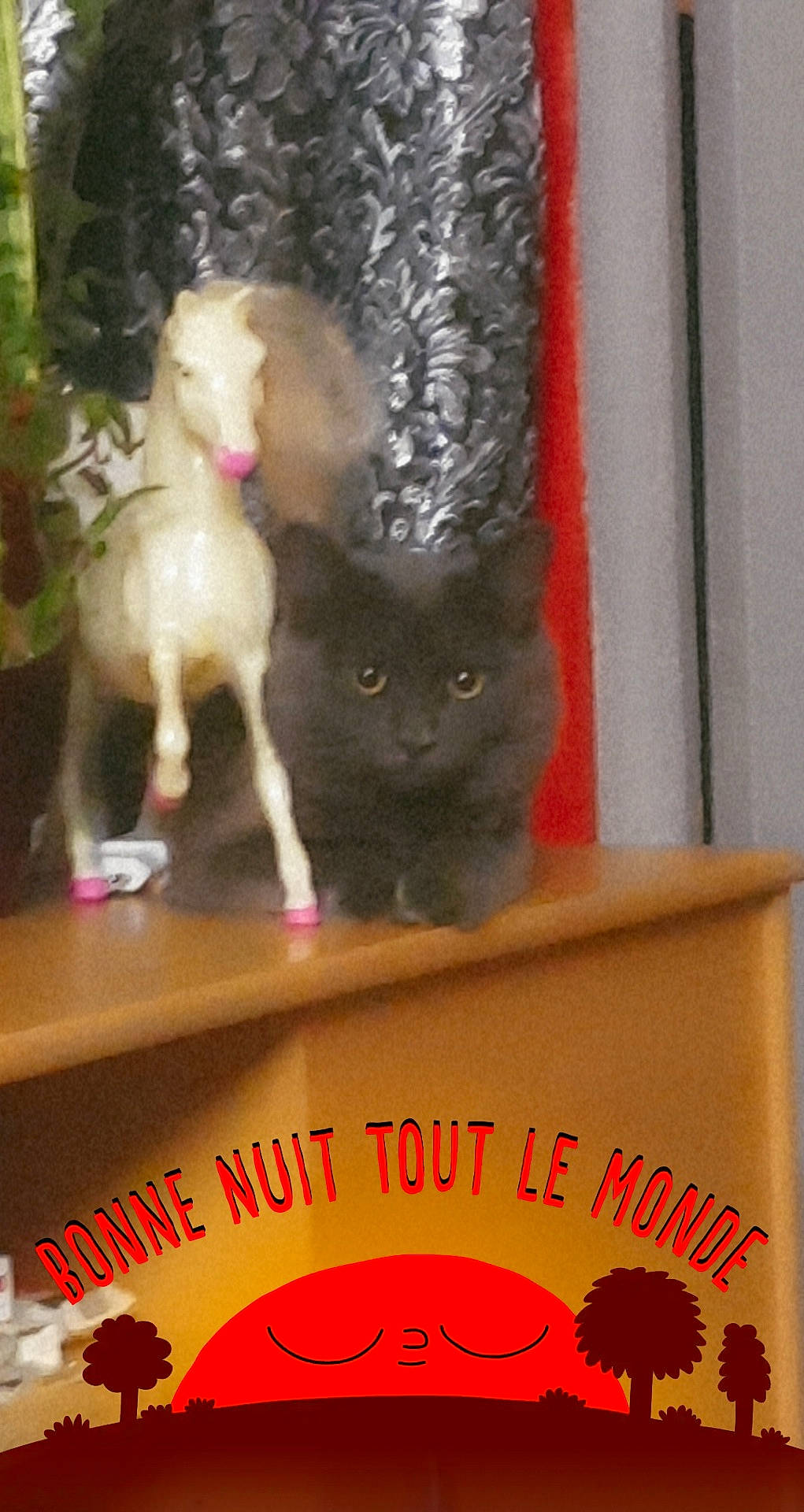 Muezza a rejoint le concours — aidez-le/la à gagner de superbes lots ! black_cat, carmine, carnivore, cat, cat_supply, domestic_short_haired_cat, fawn, felidae, font, fur, logo, magenta, pet_supply, plant, red, room, small_to_medium_sized_cats, tail, whiskers