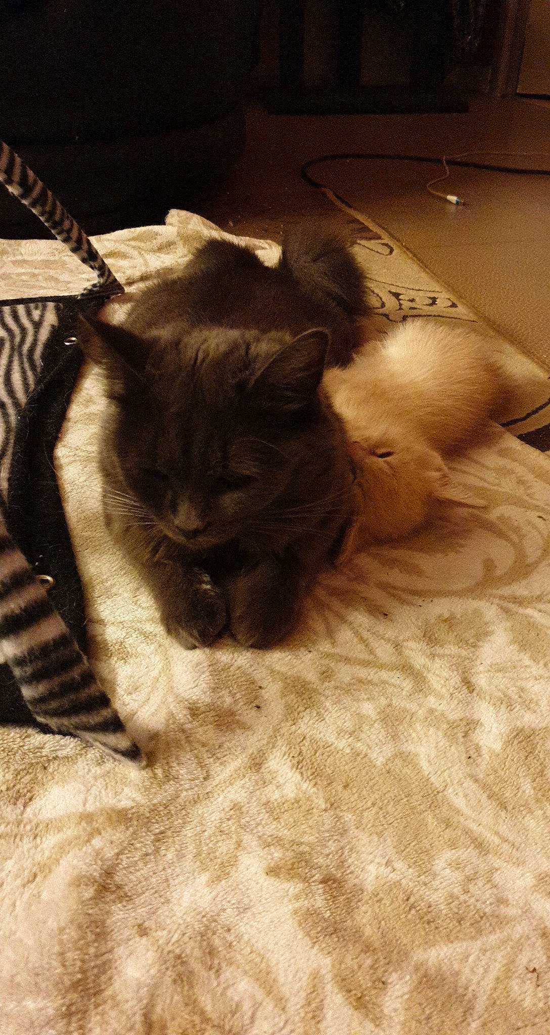 Muezza a rejoint le concours — aidez-le/la à gagner de superbes lots ! black_cat, carnivore, cat, comfort, dog_breed, domestic_short_haired_cat, fawn, felidae, flooring, fur, grey, hardwood, linens, paw, small_to_medium_sized_cats, snout, tail, tints_and_shades, whiskers, wood