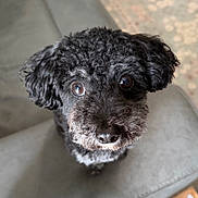 Maya is registered to the contest to win money with this photo: dog, black_dog, curly_hair, pet, animal, cute, close_up, chair, indoor, looking_up, brown_eyes, fur, canine, companion, portrait, curious, domestic_animal, friendly, sitting, small_dog
