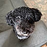 dog, black_dog, curly_hair, pet, animal, cute, close_up, chair, indoor, looking_up, brown_eyes, fur, canine, companion, portrait, curious, domestic_animal, friendly, sitting, small_dog