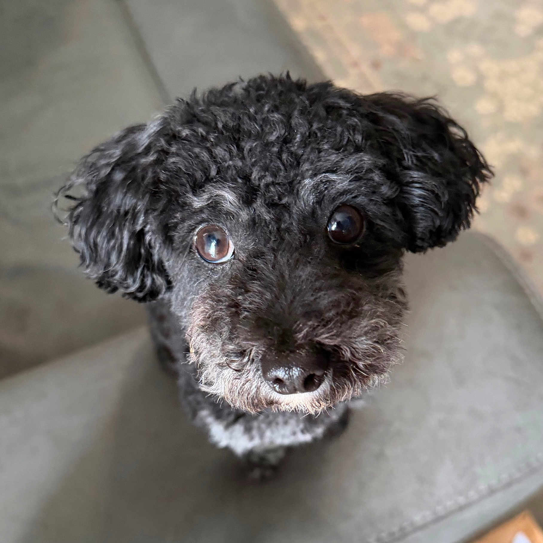 Maya is registered to the contest to win money with this photo: dog, black_dog, curly_hair, pet, animal, cute, close_up, chair, indoor, looking_up, brown_eyes, fur, canine, companion, portrait, curious, domestic_animal, friendly, sitting, small_dog