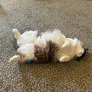 Prit joined the competition — help win amazing prizes! cat, fluffy, carpet, lying_down, pet, indoor, relaxed, soft, white, brown, furry, paws, animal, cute, domestic, cozy, resting, sleepy, feline, belly_up