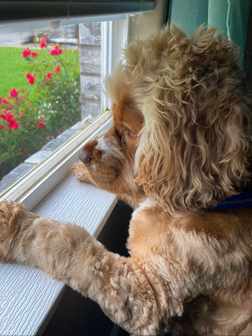 Murphy is registered to the contest to win money with this photo: carnivore, companion_dog, dog, dog_breed, fawn, flower, fur, liver, mammal, plant, small_terrier, snout, sporting_group, tail, terrier, toy_dog, vertebrate, water_dog, window, working_animal