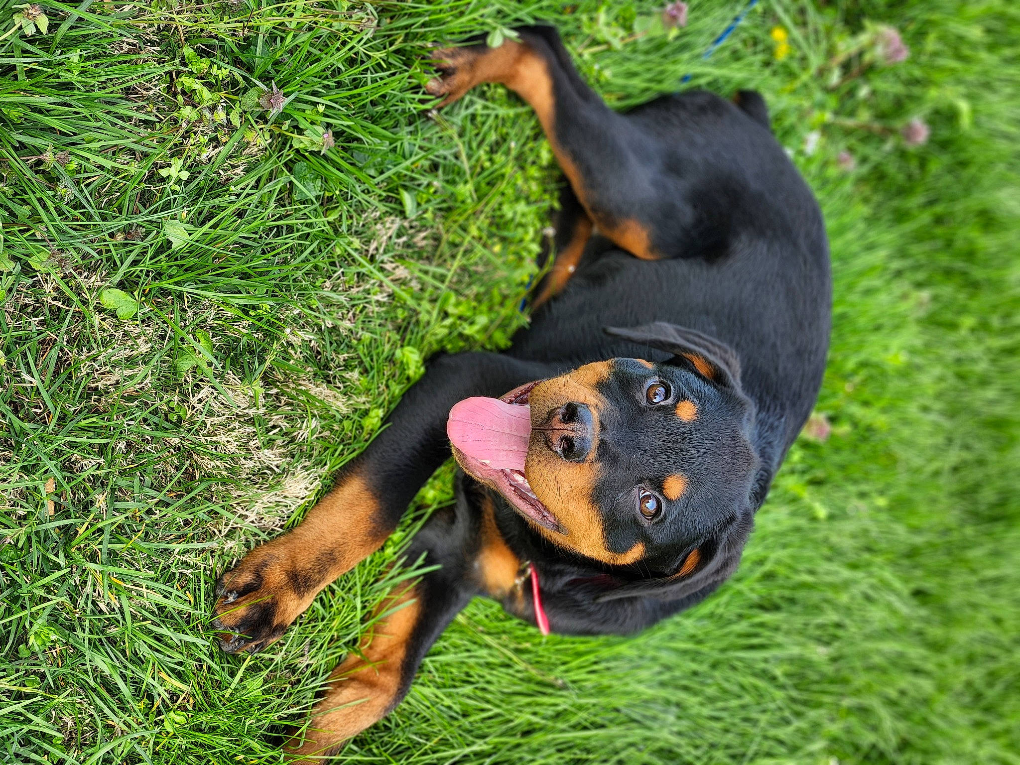 Jynx joined the competition — help win amazing prizes! canidae, carnivore, companion_dog, dog, dog_breed, grass, groundcover, guard_dog, hound, hunting_dog, pinscher, smile, snout, sporting_group, terrestrial_animal, working_dog
