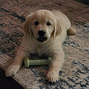 Mylo joined the competition — help win amazing prizes! puppy, dog, golden_retriever, pet, indoor, carpet, toy, chew_toy, cute, animal, laying_down, fur, paws, looking, young, mammal, companion, domestic_animal, playful, floor