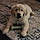 Mylo