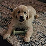 puppy, dog, golden_retriever, pet, indoor, carpet, toy, chew_toy, cute, animal, laying_down, fur, paws, looking, young, mammal, companion, domestic_animal, playful, floor