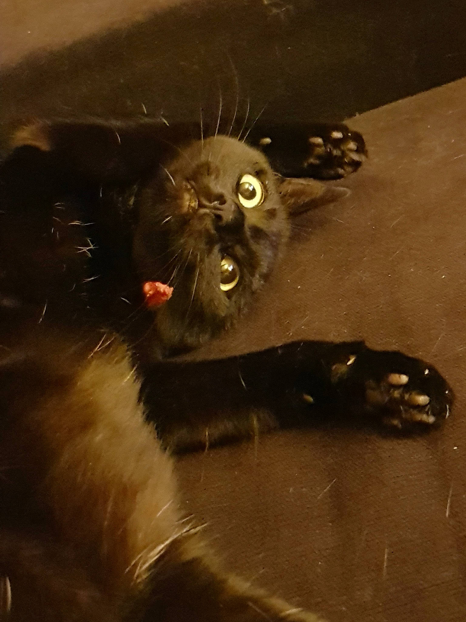 Biloute a rejoint le concours — aidez-le/la à gagner de superbes lots ! art, black_cat, carnivore, cat, claw, darkness, domestic_short_haired_cat, fawn, felidae, fur, macro_photography, paw, small_to_medium_sized_cats, snout, still_life_photography, tail, terrestrial_animal, visual_arts, whiskers, wildlife