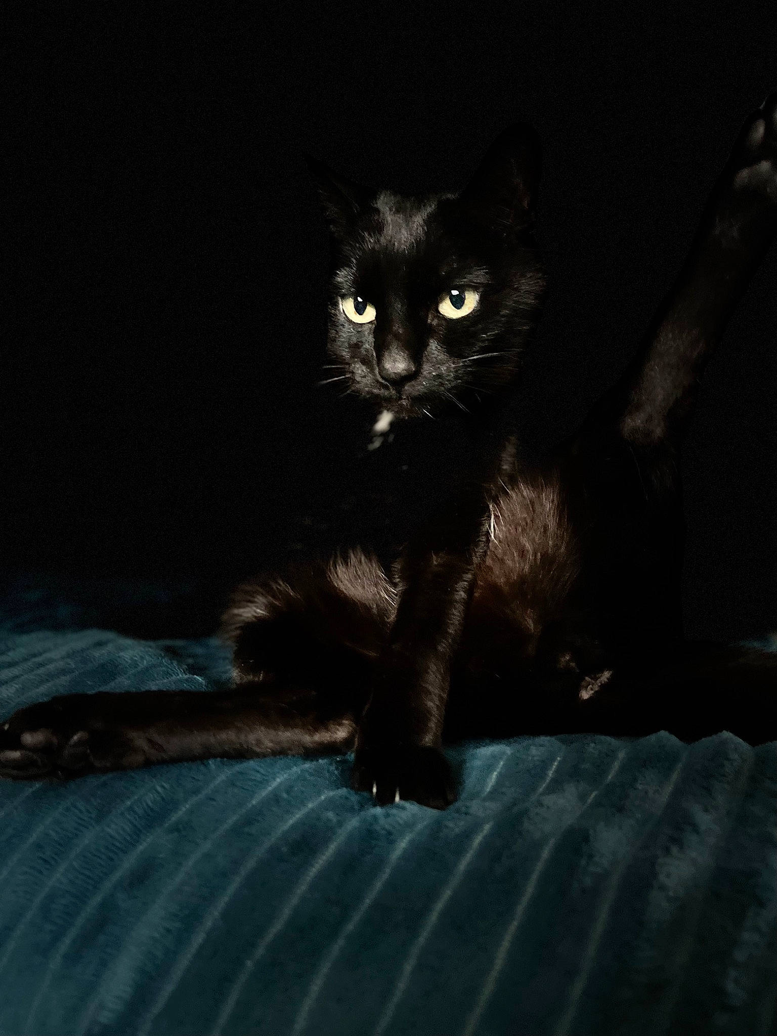Biloute participe au concours pour gagner de l'argent avec cette photo : black_cat, bombay, carnivore, cat, claw, darkness, domestic_short_haired_cat, felidae, fur, monochrome_photography, paw, sitting, small_to_medium_sized_cats, snout, tail, terrestrial_animal, whiskers, wildlife