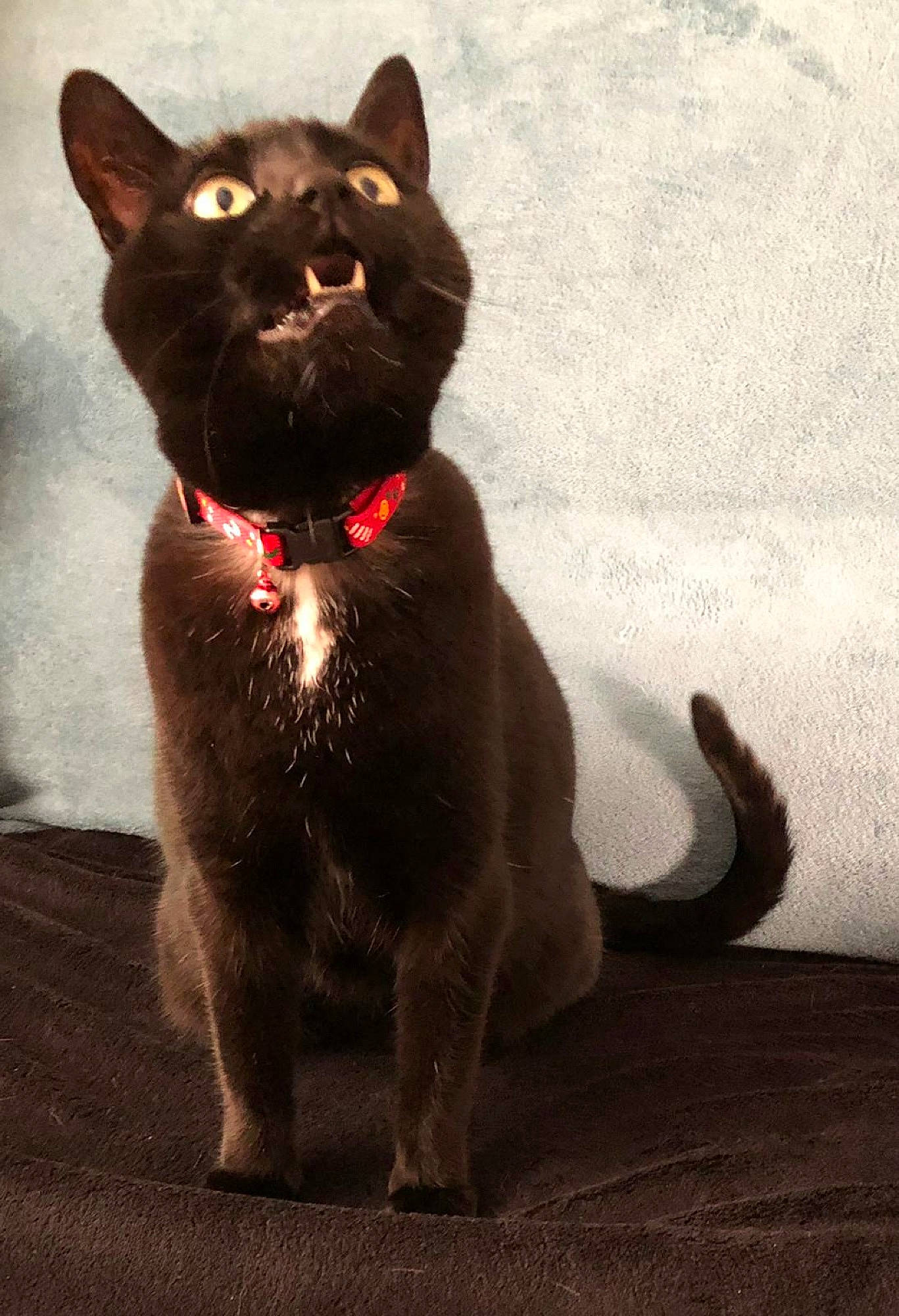 Biloute participe au concours pour gagner de l'argent avec cette photo : black_cat, bombay, carnivore, cat, claw, collar, dog_breed, domestic_short_haired_cat, fawn, felidae, flooring, fur, paw, shadow, small_to_medium_sized_cats, snout, tail, terrestrial_animal, whiskers, wood