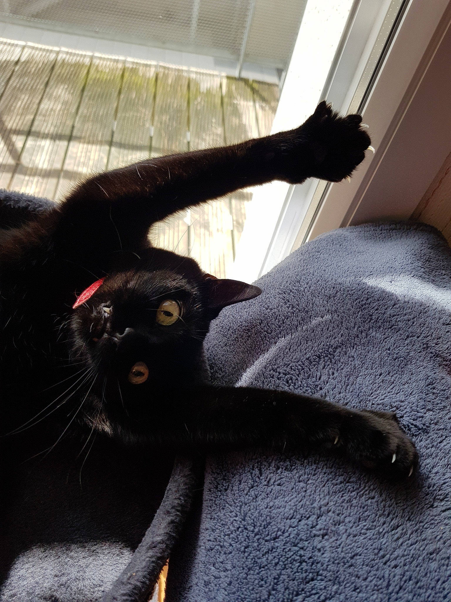 Biloute participe au concours pour gagner de l'argent avec cette photo : black_cat, bombay, carnivore, cat, claw, collar, comfort, companion_dog, dog_breed, felidae, fur, grey, sleeve, small_to_medium_sized_cats, snout, sporting_group, tail, terrestrial_animal, tints_and_shades, whiskers