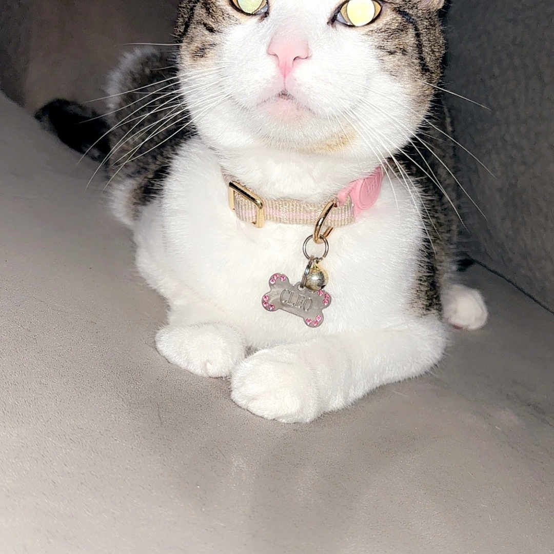 Cleo joined the competition — help win amazing prizes! abyssinian, accessories, angora, animal, bodypart, cat, collar, formalwear, jewelry, kitten, leash, manx, mouth, necklace, pendant, person, pet, siamese, strap, tie