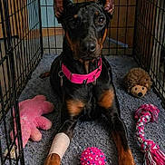 Daniell Ashworth joined the competition — help win amazing prizes! animal, ball, bandage, canine, carpet, crate, doberman, dog, ears, hedgehog_toy, indoor, looking_at_camera, paw, pet, pet_toys, pink_collar, plush_toy, resting, rope_toy, toy