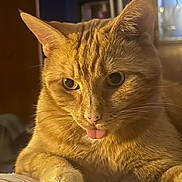 Bella joined the competition — help win amazing prizes! cat, orange_tabby, tongue_out, indoor, pet, feline, cute, whiskers, closeup, animal, relaxed, warm_lighting, face, paw, fur, domestic_cat, looking, resting, cozy, portrait