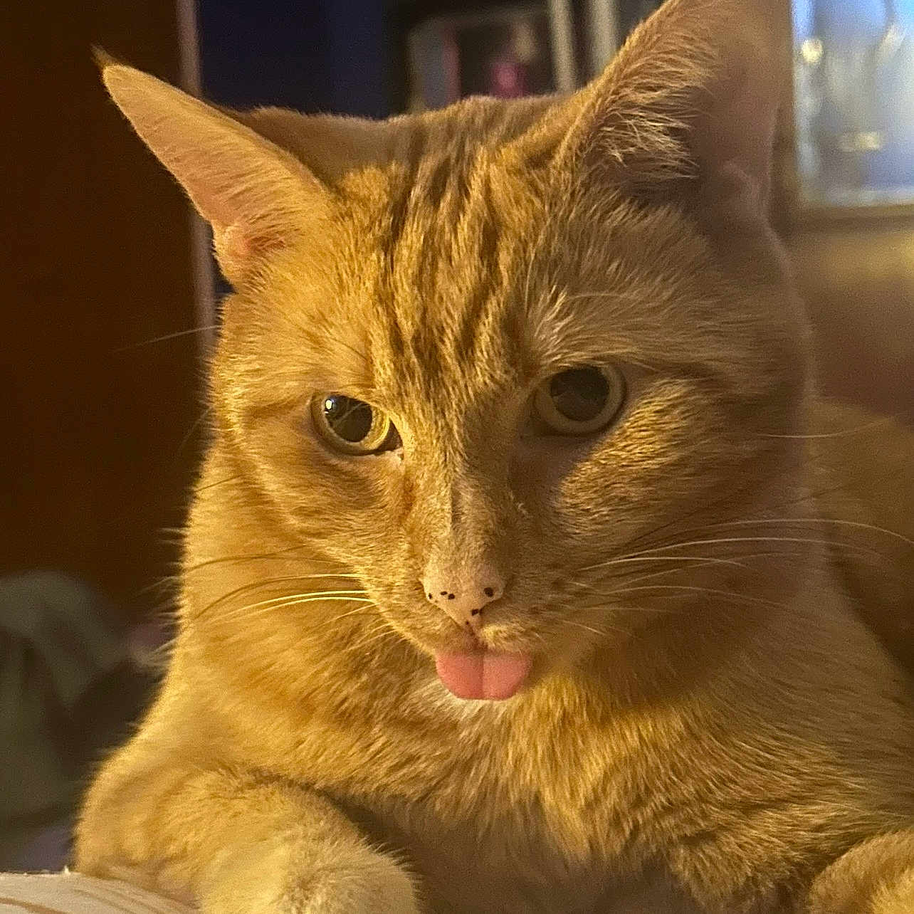 Bella joined the competition — help win amazing prizes! cat, orange_tabby, tongue_out, indoor, pet, feline, cute, whiskers, closeup, animal, relaxed, warm_lighting, face, paw, fur, domestic_cat, looking, resting, cozy, portrait