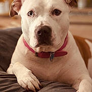 Karma joined the competition — help win amazing prizes! animal, bodypart, boxer, bulldog, canine, dog, finger, frenchbulldog, hand, hound, labradorretriever, person, pet, pitbull, pointer, puppy, snout, terrier, whitedog