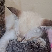 Ariel joined the competition — help win amazing prizes! animal, cat, close_up, cute, domestic_cat, ear, fur, indoor, kitten, nose, paw, peaceful, pet, resting, sleeping, snuggling, soft, tabby_cat, whiskers, young