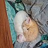 Ariel is registered to the contest to win money with this photo: animal, blanket, cat, comfort, companion, cozy, cuddle, cute, domestic, feline, fur, indoor, kitten, nap, orange_tabby, pet, rest, sleeping, soft, white_cat