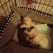 Ariel joined the competition — help win amazing prizes! animal, cage, cat, comfort, cozy, cute, domestic_cat, friendship, furry, indoor, kitten, orange_cat, pet, pet_bed, resting, sleeping, snuggling, soft, tabby, young