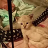 Ariel is registered to the contest to win money with this photo: animal, bed, black_bars, blanket, blurred, cat, cozy, cushion, cute, fabric, feline, furniture, indoor, kitten, light_colored, pet, pink, resting, soft, young