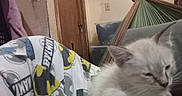 Ariel is registered to the contest to win money with this photo: animal, batman_logo, cat, clothing, couch, cozy, door, furniture, hammock, indoor, kitten, pajamas, person, pet, relaxing, sleepy, storage_bins, textile, wall, white_cat