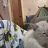 animal, batman_logo, cat, clothing, couch, cozy, door, furniture, hammock, indoor, kitten, pajamas, person, pet, relaxing, sleepy, storage_bins, textile, wall, white_cat