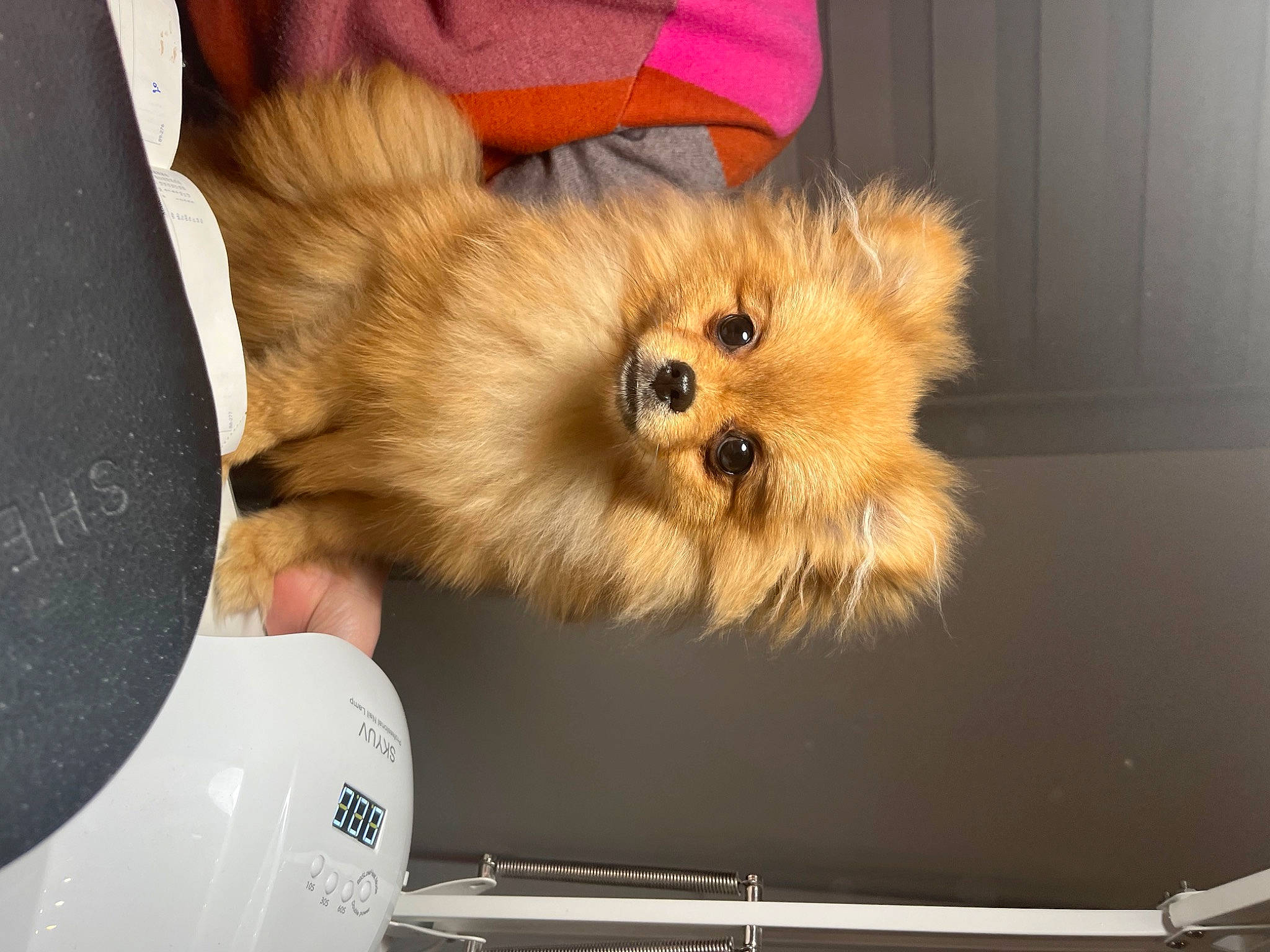 Prada participe au concours pour gagner de l'argent avec cette photo : ancient_dog_breeds, canidae, carnivore, companion_dog, dog, dog_breed, fawn, fur, german_spitz, german_spitz_klein, german_spitz_mittel, non_sporting_group, paw, snout, spitz, sporting_group, toy_dog, volpino_italiano, working_animal