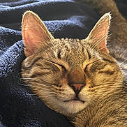 Rocco is registered to the contest to win money with this photo: cat, tabby, sleeping, closeup, whiskers, ears, fur, pet, animal, cozy, blanket, resting, cute, domestic_cat, relaxed, feline, soft, nap, indoor, peaceful