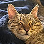 cat, tabby, sleeping, closeup, whiskers, ears, fur, pet, animal, cozy, blanket, resting, cute, domestic_cat, relaxed, feline, soft, nap, indoor, peaceful