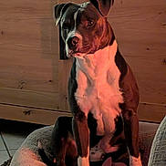 Meïko a rejoint le concours — aidez-le/la à gagner de superbes lots ! dog, pet_bed, indoor, wooden_cabinet, tile_floor, brown_dog, white_chest, sitting, cozy, warm_lighting, domestic, animal, canine, quiet, resting, household, companion, portrait, calm, furniture