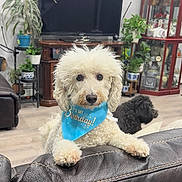 Ben is registered to the contest to win money with this photo: dog, birthday, bandana, white_dog, curly_fur, living_room, leather_couch, plants, cabinet, decor, floor, black_dog, pet, animal, indoor, furniture, cute, portrait, celebration, home