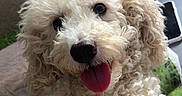 Ben is registered to the contest to win money with this photo: dog, curly_fur, white_dog, pet, happy, tongue_out, indoor, couch, furniture, close_up, portrait, animal, cute, fluffy, domestic_animal, relaxing, companion, friendly, smiling, cozy