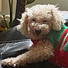 Ben is registered to the contest to win money with this photo: dog, curly_fur, sweater, couch, leather, indoor, plant, green, red, relaxed, pet, cozy, fur, animal, companion, resting, portrait, cute, fluffy, home