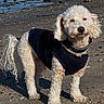 Ben joined the competition — help win amazing prizes! dog, beach, sea, rocks, sand, outdoor, pet, curly_fur, black_jacket, canine, water, shore, animal, standing, daylight, nature, fur, collar, small_dog, coast