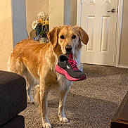 Sadie Marie is registered to the contest to win money with this photo: animal, attention, canine, carpet, cute, dog, domestic, door, floor, flower_arrangement, fur, golden_retriever, household, indoor, living_room, mammal, pet, shoe, sneaker, standing