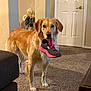 animal, attention, canine, carpet, cute, dog, domestic, door, floor, flower_arrangement, fur, golden_retriever, household, indoor, living_room, mammal, pet, shoe, sneaker, standing