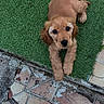 Belly a rejoint le concours — aidez-le/la à gagner de superbes lots ! puppy, dog, grass, artificial_grass, tile_floor, footwear, sandal, sock, brown_dog, cute, pet, looking_up, outdoor, pavement, paw, young_dog, animal, domestic_animal, fur, small_dog