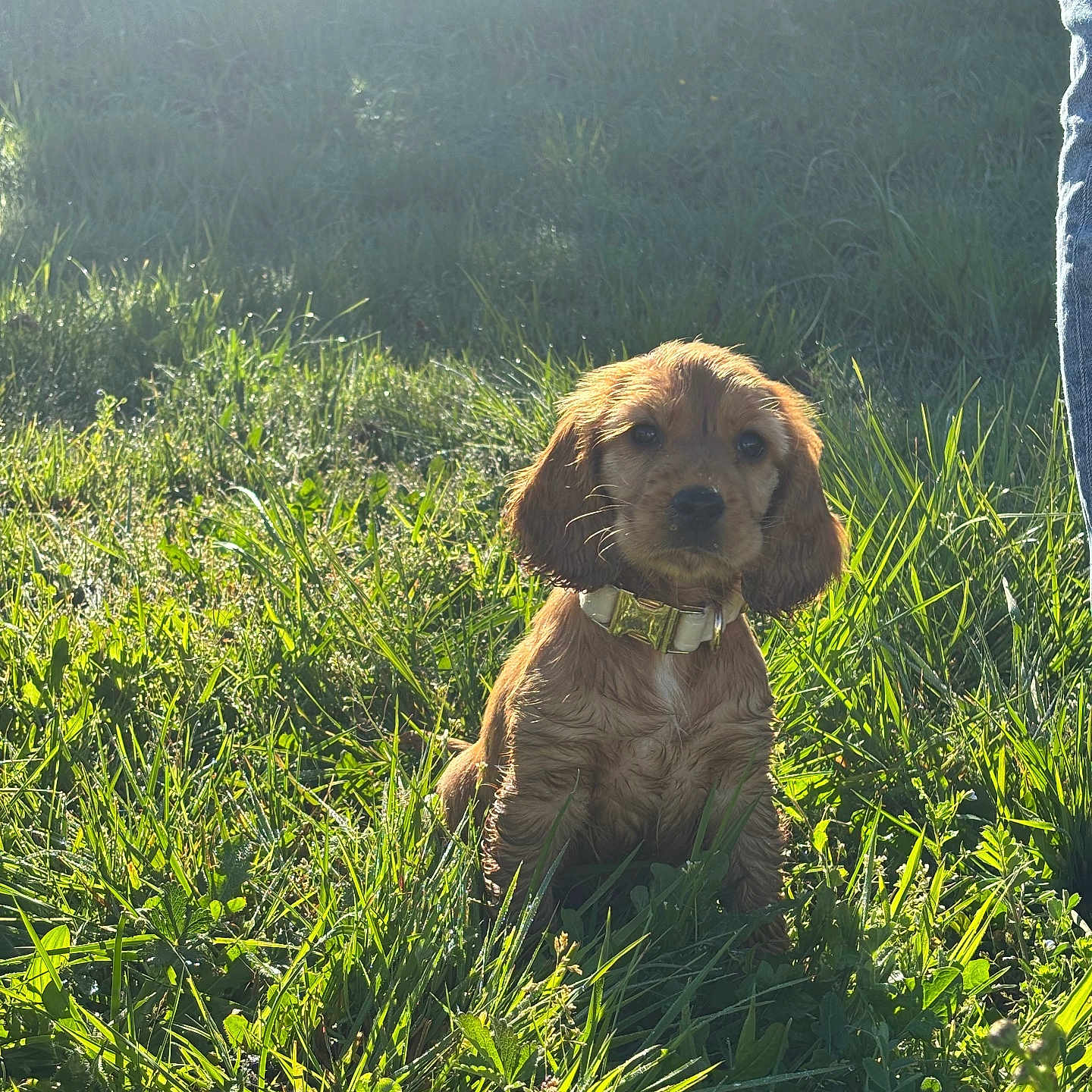 Belly participe au concours pour gagner de l'argent avec cette photo : puppy, dog, grass, outdoor, sunlight, collar, greenery, pet, animal, nature, young_dog, sitting, cute, daylight, jeans, person_leg, summer, field, fur, adorable