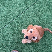 Belly a rejoint le concours — aidez-le/la à gagner de superbes lots ! puppy, dog, green_turf, footwear, sandal, sock, pet, animal, cute, looking_up, brown_fur, outdoor, grass, companion, pet_owner, small_dog, canine, curious, paw, playful