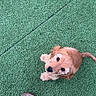 puppy, dog, green_turf, footwear, sandal, sock, pet, animal, cute, looking_up, brown_fur, outdoor, grass, companion, pet_owner, small_dog, canine, curious, paw, playful