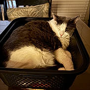 Panda joined the competition — help win amazing prizes! cat, sleeping, basket, indoor, feline, pet, black_and_white, table, chair, cushion, window_blinds, cozy, relaxed, fur, domestic_animal, resting, household, wood, comfort, animal