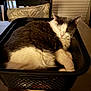 cat, sleeping, basket, indoor, feline, pet, black_and_white, table, chair, cushion, window_blinds, cozy, relaxed, fur, domestic_animal, resting, household, wood, comfort, animal